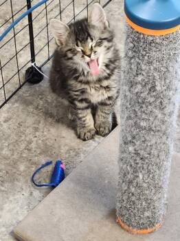 Dot -  Domestic Long Hair Cat for Adoption in Watkinsville, Georgia - Dot | PetCurious