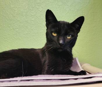 Lily -  Domestic Short Hair Cat Available for Adoption in Green Valley, Arizona - Lily | PetCurious