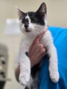 Horton -  Domestic Short Hair Cat for Adoption in Kennewick, Washington - Horton | PetCurious