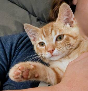 Waffles -  Tabby Cat for Adoption in Mechanicsburg, Pennsylvania - Waffles | PetCurious