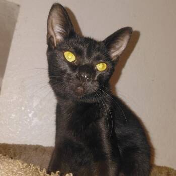 Honey -  Domestic Short Hair Cat for Adoption in Jupiter, Florida - Honey | PetCurious