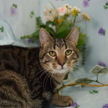 Domestic Short Hair Cats Available for Adoption in Wheaton, Illinois - Sunnie | PetCurious