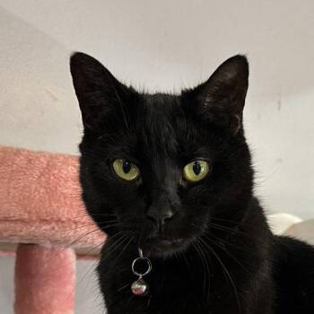 Pinkalicious -  Domestic Short Hair Cat for Adoption in Tipp City, Ohio - Pinkalicious | PetCurious