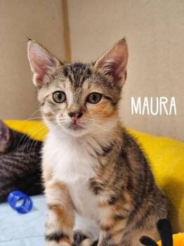 Maura -  Domestic Short Hair Cat Available for Adoption in Naples, Florida - Maura | PetCurious