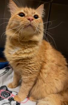 Jake from State Farm -  Domestic Long Hair Cat for Adoption in Ocala, Florida - Jake From State Farm | PetCurious