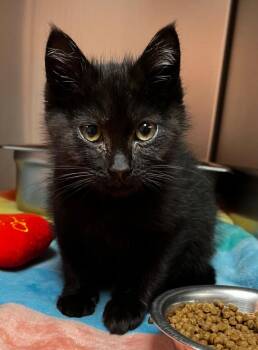 Puck -  Domestic Short Hair Cat for Adoption in Logan, Utah - Puck | PetCurious