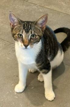 Sparky -  Domestic Short Hair Cat for Adoption in Pitman, New Jersey - Sparky | PetCurious