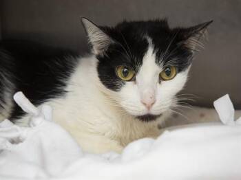 Domestic Short Hair Cats Available for Adoption in Phoenix, Arizona - RIBBIT | PetCurious