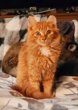 Rescue Tabby Cats for Adoption in Georgina, Ontario - Oscar | PetCurious