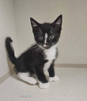 Meeko -  Domestic Short Hair and Extra Toes Cat Hemingway Polydactyl Cat Available for Adoption in Wapakoneta, Ohio - Meeko | PetCurious