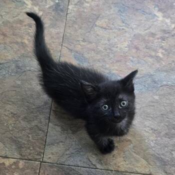 Roxy -  Domestic Short Hair Cat for Adoption in San Antonio, Texas - Roxy | PetCurious