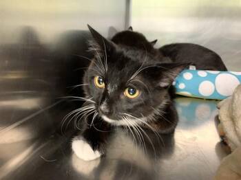 Domestic Short Hair Cats Available for Adoption in Grand Prairie, Texas - ZORRO | PetCurious