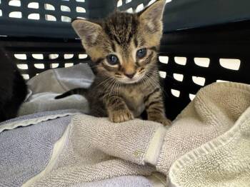 Fortnite -  Domestic Short Hair Cat for Adoption in Raleigh, North Carolina - Fortnite | PetCurious