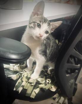 Lug Nut -  Tabby and Domestic Short Hair Cat for Adoption in Dallas, Texas - Lug Nut | PetCurious