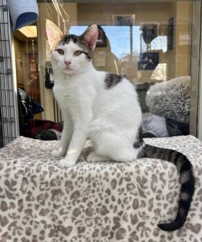 Domestic Short Hair Cats Available for Adoption - Star Stream | PetCurious