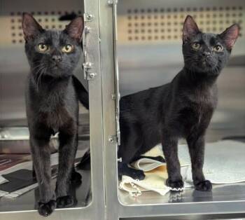 Domestic Short Hair Cats Available for Adoption - Wally | PetCurious
