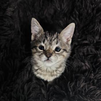 Pepper -  Domestic Short Hair Cat for Adoption in Salisbury, North Carolina - Pepper | PetCurious