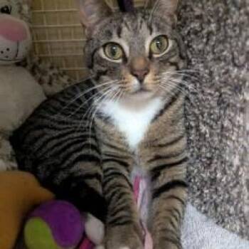 Domestic Short Hair Cats Available for Adoption - Astro | PetCurious