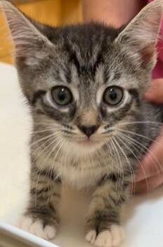 Domestic Short Hair Cats Available for Adoption in Elizabethton, Tennessee - SIMBA | PetCurious
