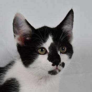 Sierra -  Domestic Short Hair Cat for Adoption in Johnson City, Tennessee - Sierra | PetCurious