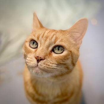 Zsa Zsa -  Domestic Short Hair Cat for Adoption in Springfield, Oregon - Zsa Zsa | PetCurious