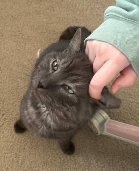 Domestic Short Hair Cats Available for Adoption - Blade | PetCurious