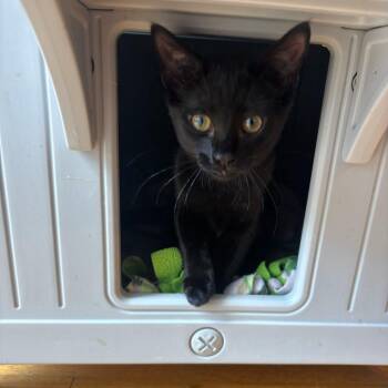Bo Peep -  Domestic Short Hair Cat for Adoption in Stokesdale, North Carolina - Bo Peep | PetCurious