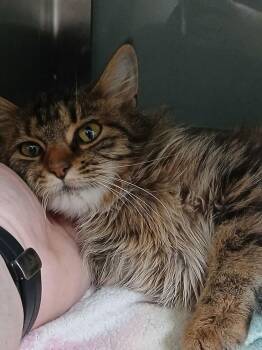 Ember -  Domestic Long Hair Cat Available for Adoption in Dickson, Tennessee - Ember | PetCurious