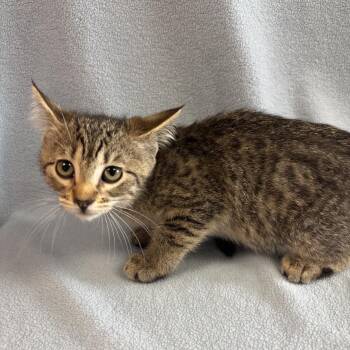 Rescue Domestic Short Hair Cats for Adoption in Waterloo, Iowa - Olyvia | PetCurious