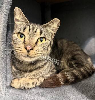 Tabby and Domestic Short Hair Cats Available for Adoption in Pompano Beach, Florida - Jazzy | PetCurious