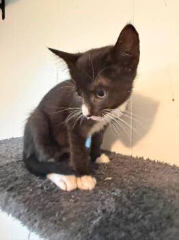 Lark -  Domestic Short Hair Cat Available for Adoption in Mount Pleasant, South Carolina - Lark | PetCurious