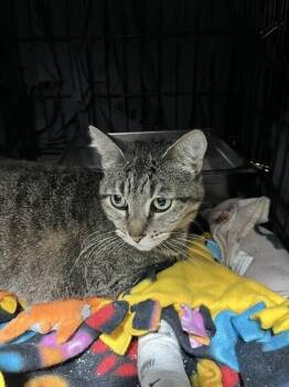 Bonnie -  Domestic Short Hair Cat for Adoption in Dayton, Minnesota - Bonnie | PetCurious