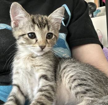Rescue Tabby and Domestic Short Hair Cats for Adoption in Dallas, Texas - Cheeky Nando | PetCurious