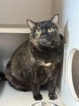 Rescue Domestic Short Hair Cats for Adoption in Des Moines, Iowa - Baby | PetCurious