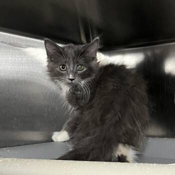 Fuzzy -  Domestic Long Hair Cat for Adoption in Palm Springs, California - Fuzzy | PetCurious