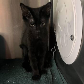 Ray -  Domestic Short Hair Cat for Adoption in Chicago, Illinois - Ray | PetCurious