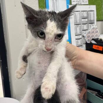 Everett -  Domestic Short Hair Cat for Adoption in Columbiana, Alabama - Everett | PetCurious