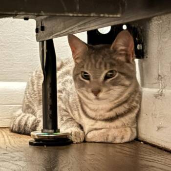 Domestic Short Hair Cats Available for Adoption in Delaware, Ohio - FTT-Stray-203 | PetCurious