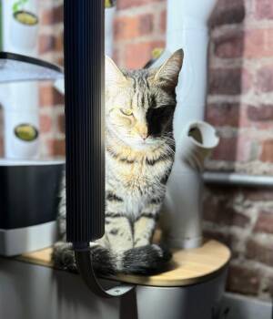 Domestic Short Hair Cats Available for Adoption - Morgan | PetCurious