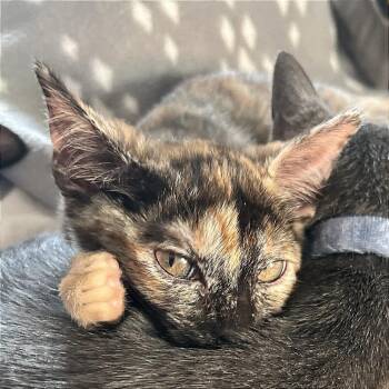 A1046802 Pip -  Domestic Short Hair Cat for Adoption in Pleasant Hill, California - A1046802 Pip | PetCurious