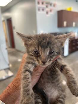 Aries -  Domestic Short Hair Cat for Adoption in Gautier, Mississippi - Aries | PetCurious