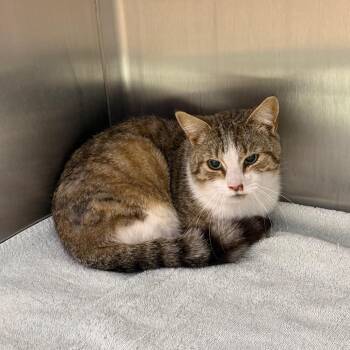 Domestic Short Hair Cats Available for Adoption - Flannel | PetCurious