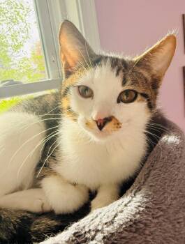 Domestic Short Hair Cats Available for Adoption in Minneapolis, Minnesota - Tom | PetCurious