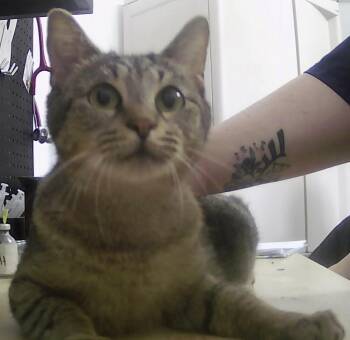 Evangeline -  Domestic Short Hair Cat for Adoption in Dayton, Minnesota - Evangeline | PetCurious