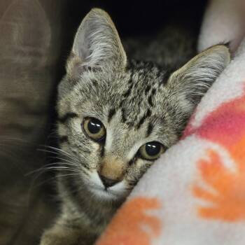 Harriet -  Domestic Short Hair Cat for Adoption in Wickenburg, Arizona - Harriet | PetCurious