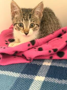 Pooh -  Domestic Short Hair Cat for Adoption in Blountville, Tennessee - Pooh | PetCurious