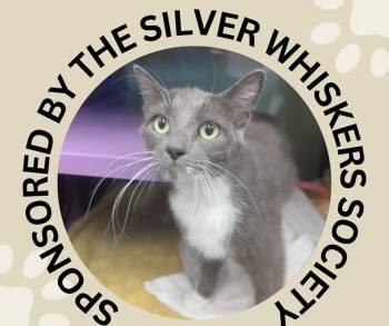 MIA -  Domestic Short Hair Cat for Adoption in Santa Cruz, California - MIA | PetCurious