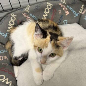 Reeses -  Domestic Short Hair Cat for Adoption in Williamsville, New York - Reeses | PetCurious