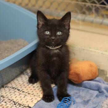Vindaloo -  Domestic Short Hair Cat for Adoption in Evansville, Indiana - Vindaloo | PetCurious