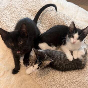 Tim -  Domestic Short Hair Cat for Adoption in Liverpool, Texas - Tim | PetCurious